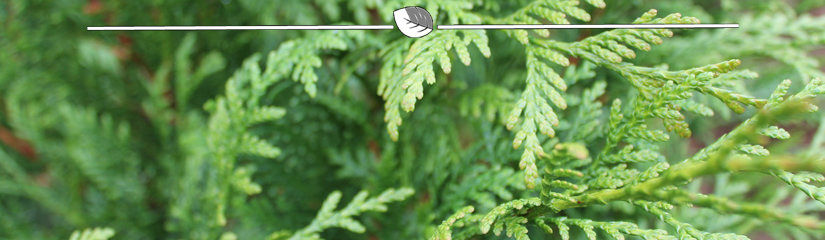 Thuja plicata Atrovirens - Lebensbaum Atrovirens Blatt